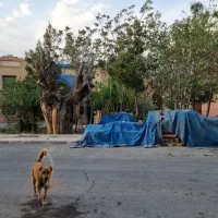 سوله 200 متری نوآوران سایت چوب|فروش دفتر صنعتی، کشاورزی، تجاری|خاوران, |دیوار