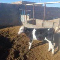 گاوشیری|حیوانات مزرعه|سده (خراسان جنوبی), |دیوار