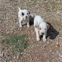 توله انگلیس