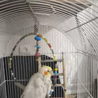 یک جوجه عروس هلندی با قفس و وسایل بازی|پرنده|اهواز, کمپلو شمالی|دیوار