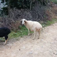 گوسفندماده سالم|حیوانات مزرعه|رحیمآباد, |دیوار