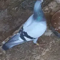 کبوتر مسافتی