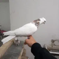 طوقی هفت رنگ