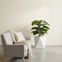 درختچه برگ انجیری