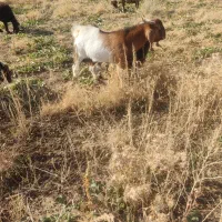 ساورین|حیوانات مزرعه|زاغه, |دیوار