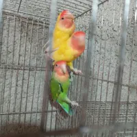 طوطی برزیلی|پرنده|مبارکه, |دیوار