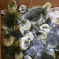 فروس بچه قوغاز