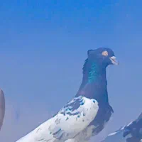 کله سیاه|پرنده|مرودشت, فاز دوم شهرک فرهنگیان|دیوار