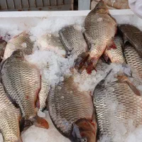 استخدام دستیار حرفه ای برای فروش ماهی