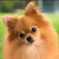 سگ پامر روباهی