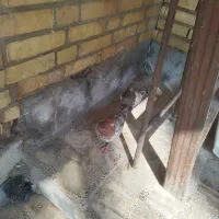 کبوتر کله ای|پرنده|کارون, |دیوار