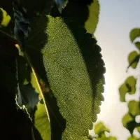 گوشی موبایل ریلمی پرچمدار relmi x2 pro|موبایل|مرند, |دیوار