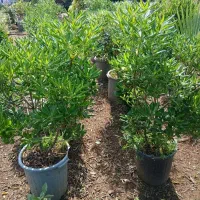 فروش.مبخک.هلندی.سطل.زباله