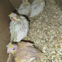 انواع پرنده ‌مرغ‌عشق کوتوله‌عروس متو قناری‌گرینچیک|پرنده|سراوان, |دیوار