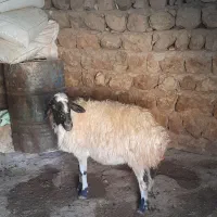 ۴عدد گوسفند شک   داشتی ابستن پستان کرده