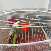 یک جفت مرغ عشق