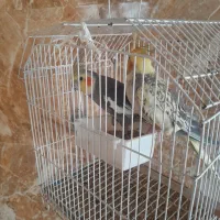 عروس هلندی