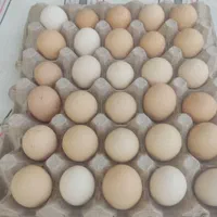 سلطان مرغ محلی بلوچستان|حیوانات مزرعه|خاش, |دیوار