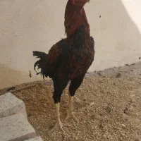 خروس لاری افغان|حیوانات مزرعه|جویم, |دیوار