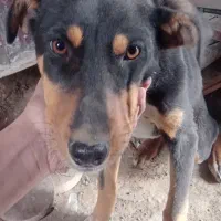 فروش سگ میکس دوبرمن پینچر اصل