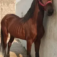 اسب نریون کورد سواری دار