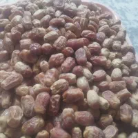 خرمای زاهدی درجه یک و ربی مضافتی گالنی