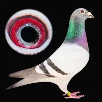 کفتر عطیقه|پرنده|شیراز, عادل آباد|دیوار