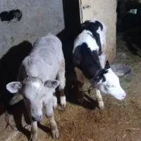 یک عدد گوساله  نر شاروله