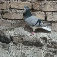 کبوتر دمگیر