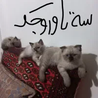 بهترین وکمیاب ترین گربه نژاد رگدال امریکایی|گربه|نیشابور, ۲۲ بهمن|دیوار
