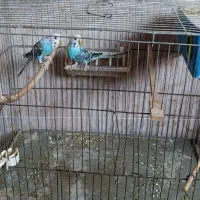 طوطی برزیلی و مرغ عشق|پرنده|رشت, هلال احمر|دیوار