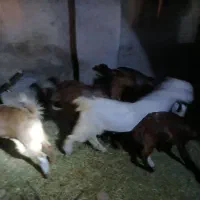 کهر نر