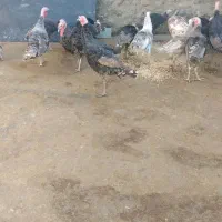 بوقلمو|حیوانات مزرعه|سنندج, |دیوار