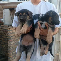 واگذاری ژرمن وورک گرگی اصل