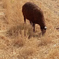 بره|حیوانات مزرعه|کوهدشت, |دیوار