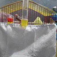 فنچ نر کینگ|پرنده|کرج, شاهین‌ویلا|دیوار