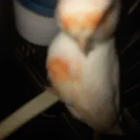 قناری ماده|پرنده|محمدشهر, شهرک پیام (مهرالبرز)|دیوار