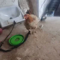 مرغ با جوجه