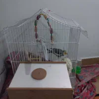 عروس هلندی نر و ماده|پرنده|آستارا, |دیوار