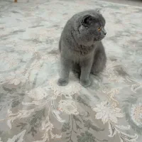 گربه اسکاتیش