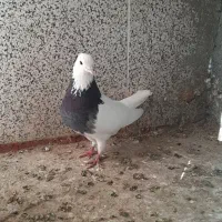 طوقی جفت|پرنده|اسفراین, |دیوار