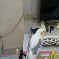 قابل توجه زیبا پسندان دو نر بسیار زیبا|پرنده|تهران, منیریه|دیوار