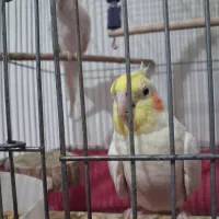 جفت عروس هلندی با ۵ تخم|پرنده|کرج, حسن آباد|دیوار