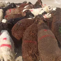 همه وزنه ارسال گوسفند در محل زنده وفول امکان|حیوانات مزرعه|تهران, توحید|دیوار