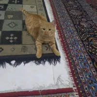 واگذاری گربه|گربه|شیراز, رازی|دیوار