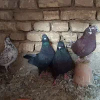 کفتر تهرونی پرشی|پرنده|خمینی‌شهر, |دیوار