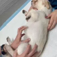 حمایتی/واگذاری|سگ|رشت, گلسار|دیوار