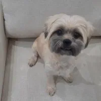 واگذاری رایگان شیتزو