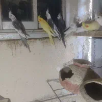 عروس هلندی مولد