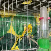 طوطی آوازه خوان|پرنده|قم, انسجام|دیوار